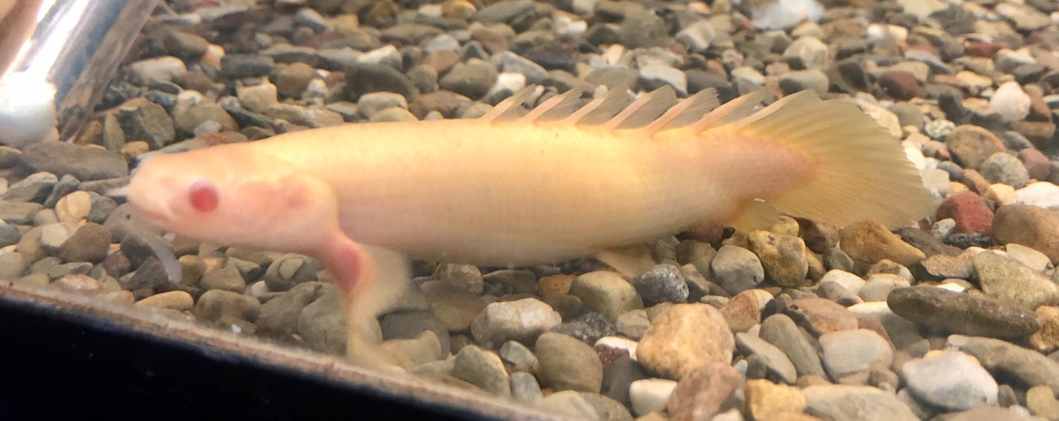 Albino Short Body Senegal Bichir (Polypterus senegalus)