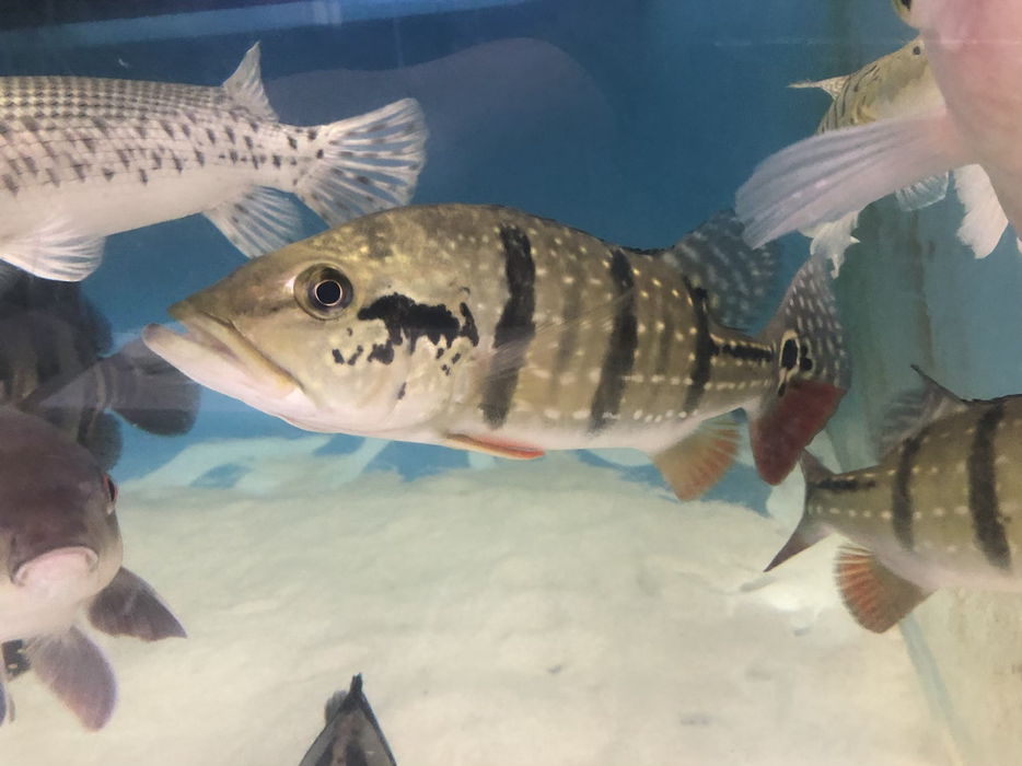 Temensis Peacock Bass (Cichla temensis)