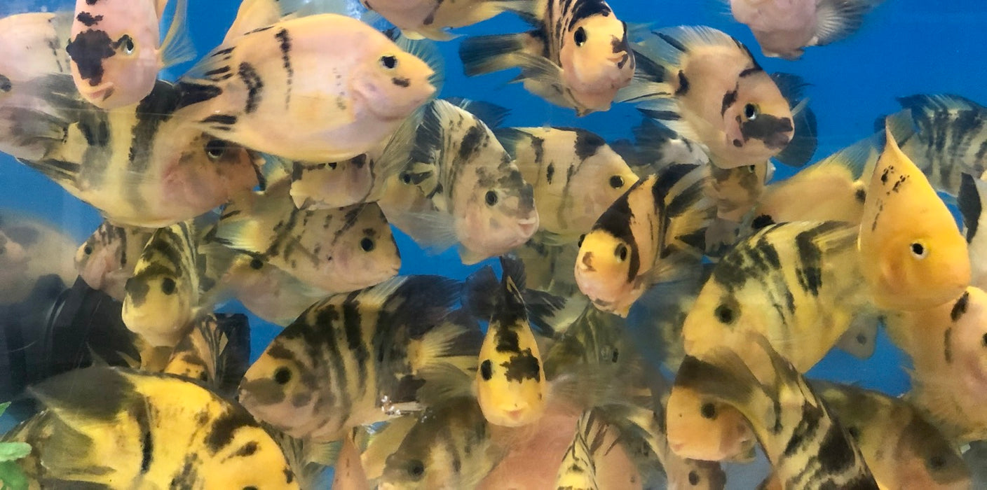 Golden / Yellow Tiger Parrot Cichlid (Cichlasoma  sp)