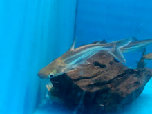 Load image into Gallery viewer, Iridescent Shark (Pangasianodon hypophthalmus)
