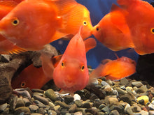 Load image into Gallery viewer, Blood Red Ingot Parrot Cichlid (Cichlasoma sp)
