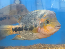 Load image into Gallery viewer, Vieja Synspilum Cichlid (Vieja melanura)
