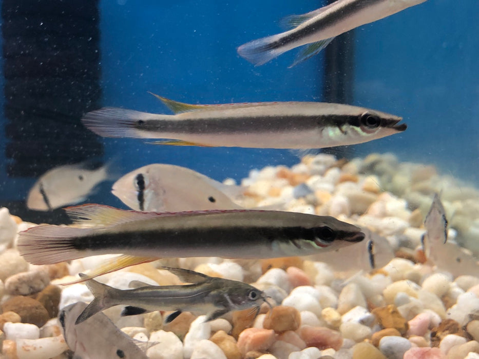 Regani Dwarf Pike Cichlid (Crenicichla Regani)