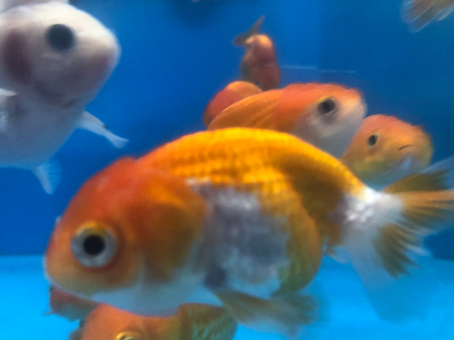 Ranchu Goldfish (Carassius auratus) — Predatory Fins
