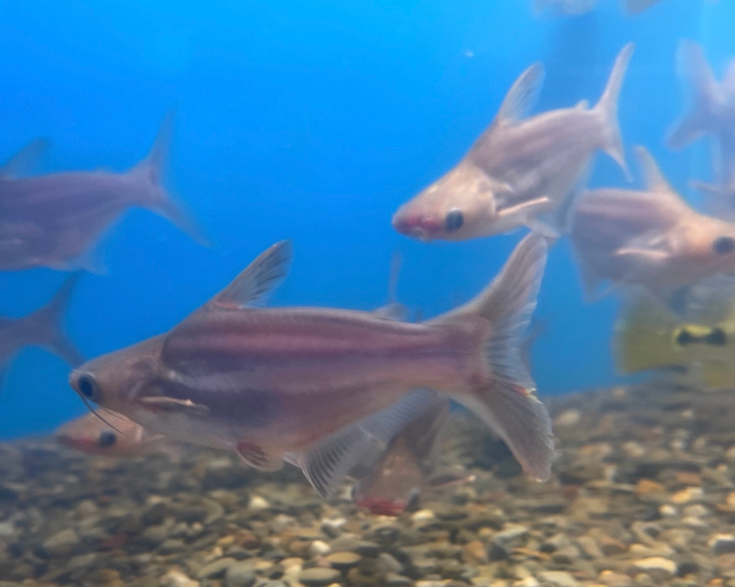 Translucent Short Body Iridescent Shark (Pangasianodon hypophthalmus ...