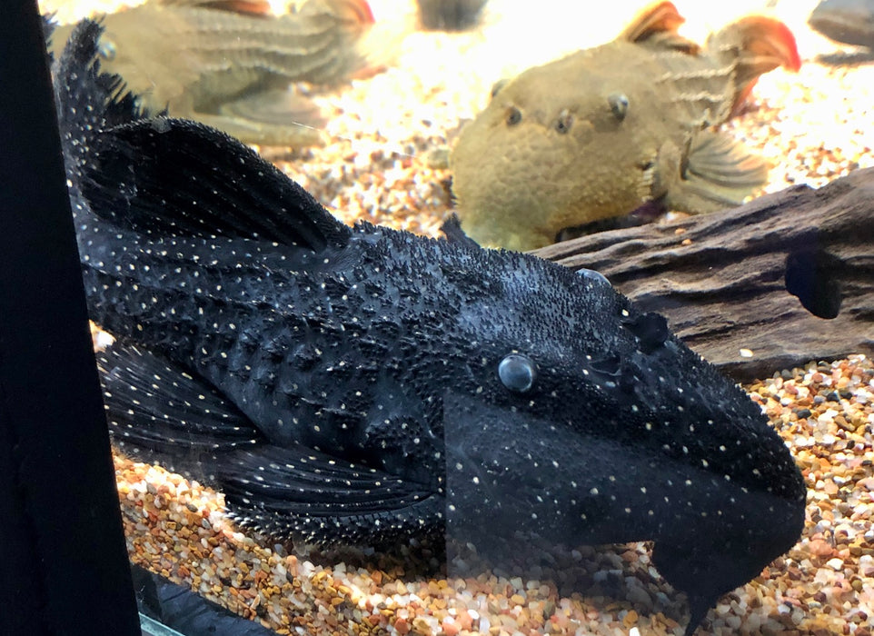 Serratus Black Dragon Pleco (Pseudacanthicus serratus)
