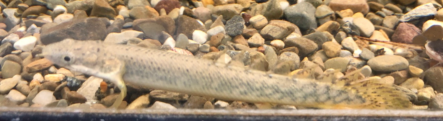 Polli Marbled Bichir (Polypterus polli)