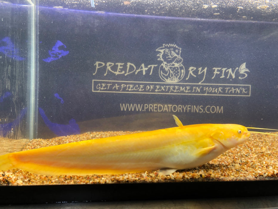 Golden Chinese Wels Catfish (Silurus merdionalis)