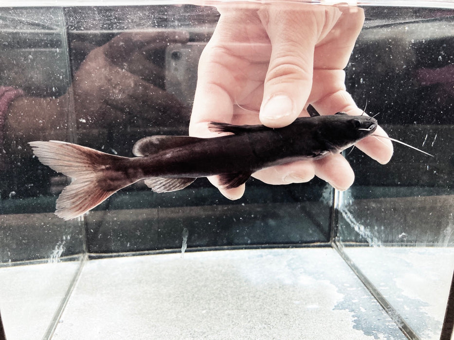 Asian Redtail Catfish (Hemibagrus wyckioides)