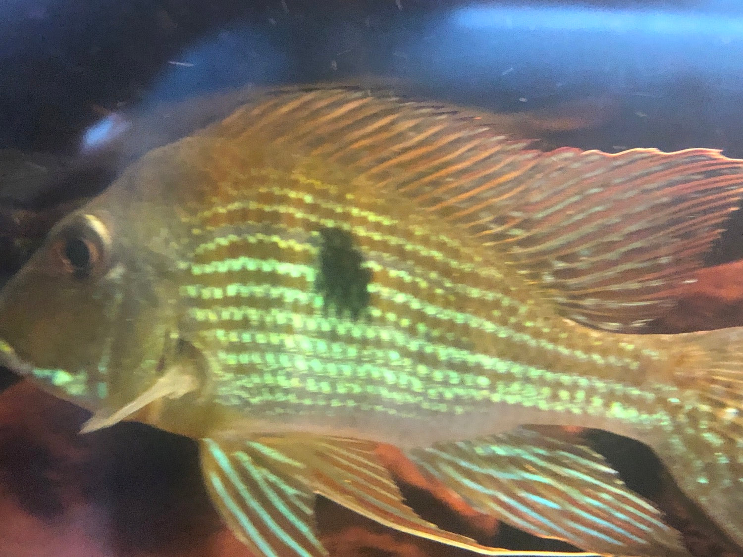 Red Striped Eartheater Cichlid (Geophagus surinamensis)