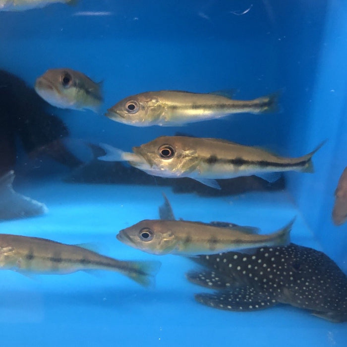 Temensis Peacock Bass (Cichla temensis)