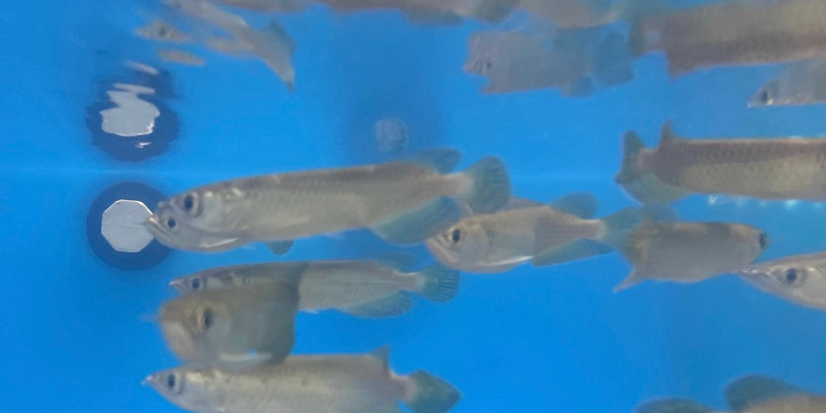 Jardini Arowana (Scleropages jardinii) — Predatory Fins