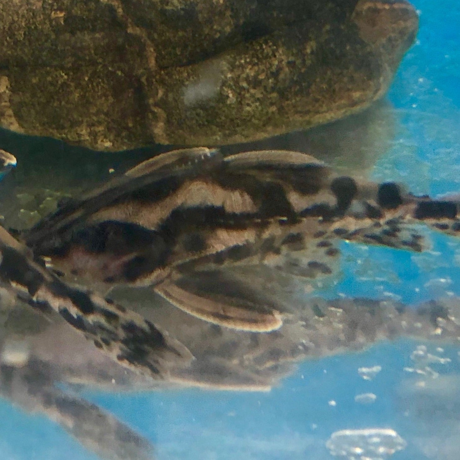 Irwini Catfish (Megalodoras uranoscopus)