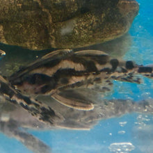 Load image into Gallery viewer, Irwini Catfish (Megalodoras uranoscopus)
