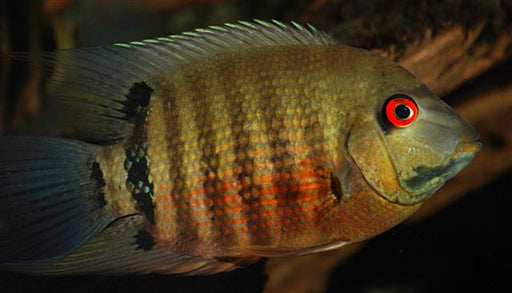 Green Severum (Heros severus)