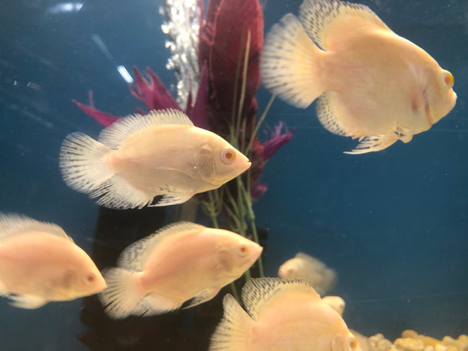 Albino Snow Tiger Oscar (Astronotus ocellatus)