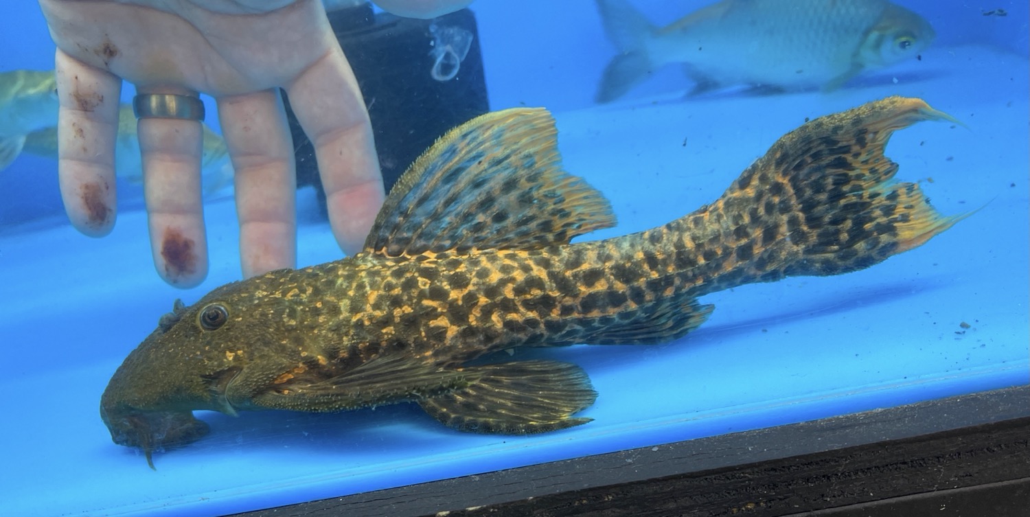 L273 Titanic Pleco (Pseudacanthicus sp)