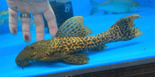 Load image into Gallery viewer, L273 Titanic Pleco (Pseudacanthicus sp)
