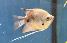 Load image into Gallery viewer, Giant Red Tail Gourami (Osphronemus laticlavius)
