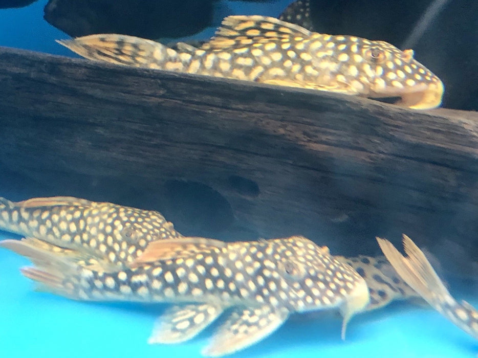 L014 Sunshine Pleco (Scobiancistrus aureautus)