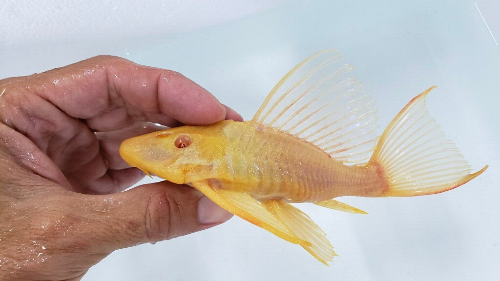 Albino Short Body Sailfin Pleco (Glyptoperichthys gibbiceps)