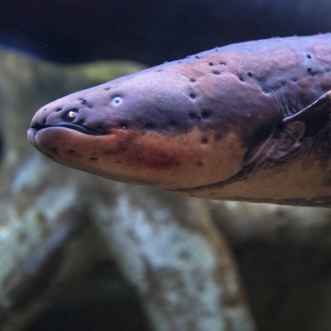 Electric Eel (Electrophorus electricus)