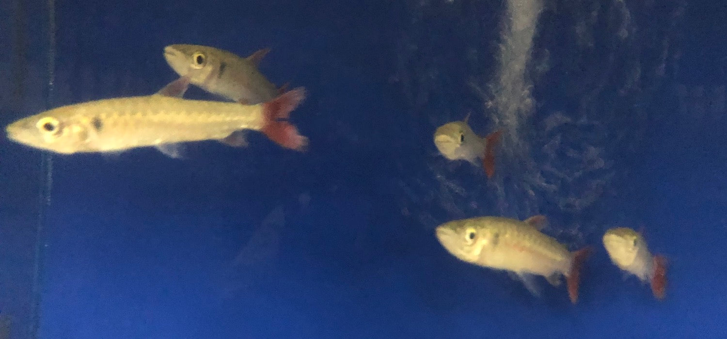 Pinktail Chalceus (Chalceus macrolepidotus)