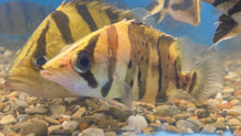 Load image into Gallery viewer, Indo Datnoid Tiger Fish (Datnioides microlepis)
