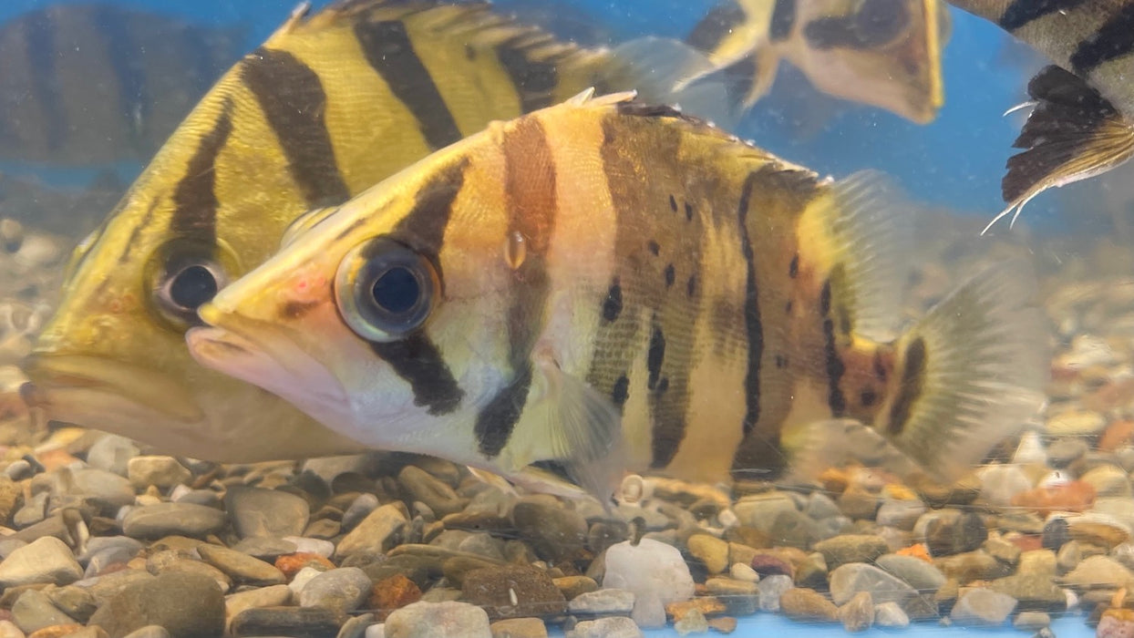 Indo Datnoid Tiger Fish (Datnioides microlepis)