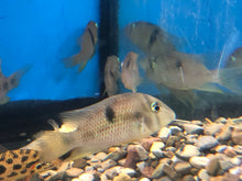 Load image into Gallery viewer, Blue Guianacara Cichlid (Guianacara owroewefi)
