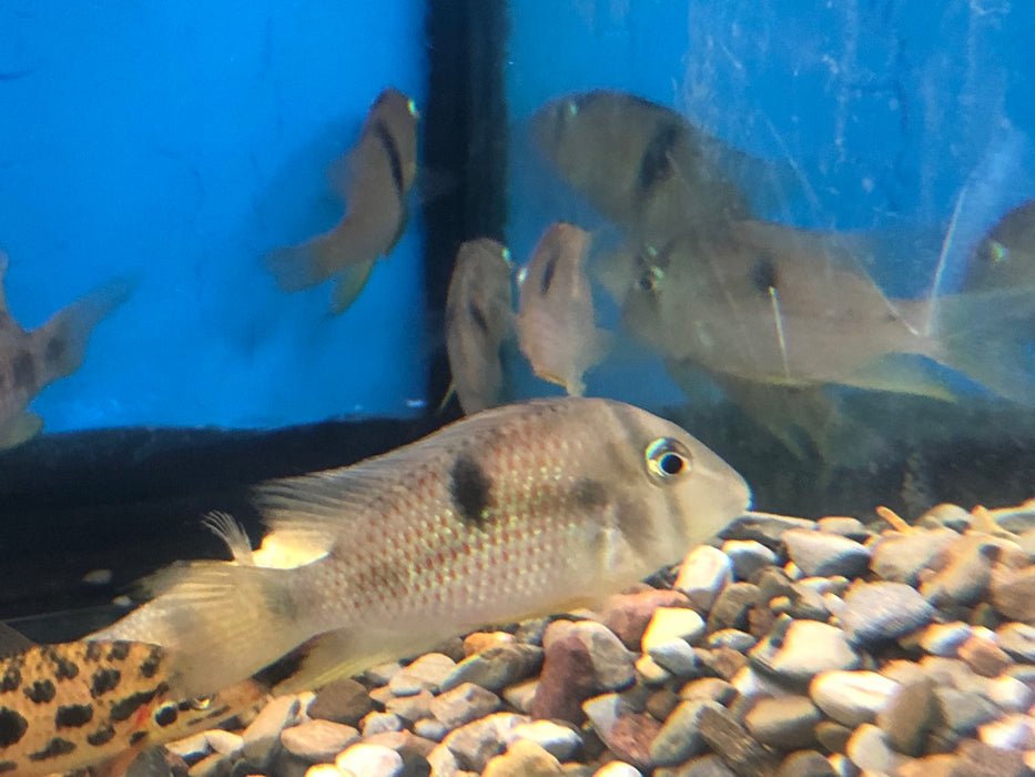 Blue Guianacara Cichlid (Guianacara owroewefi)