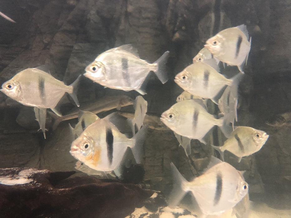 Wide Bar Silver Dollar (Myleus schomburgkii)