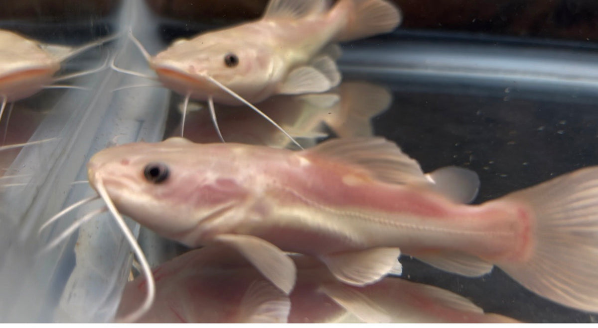 Short Body Phantom Redtail Catfish (Phractocephalus hemioliopterus ...