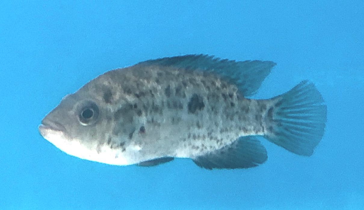 Cuban Cichlid (Nandopsis tetracanthus)