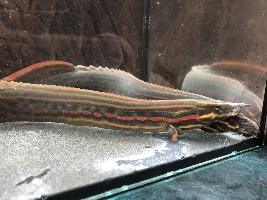 Fire Eel (Mastacembelus erythrotaenia)