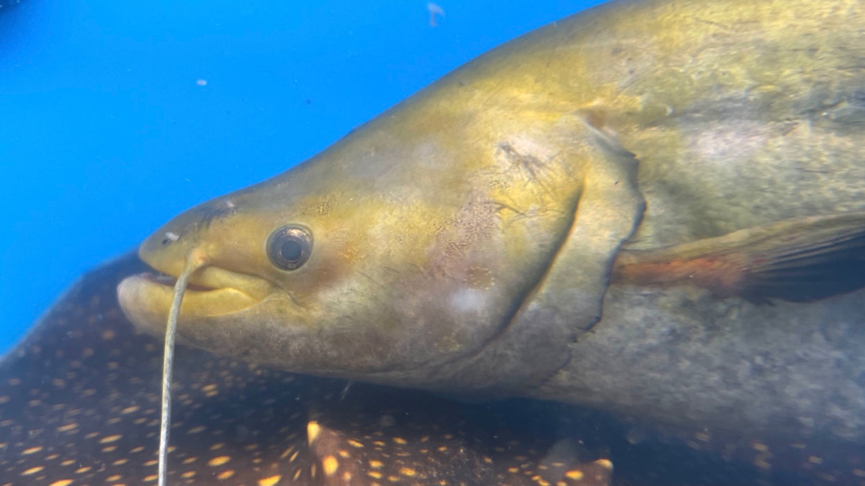 Striped Wallago Catfish (Wallagonia leerii)