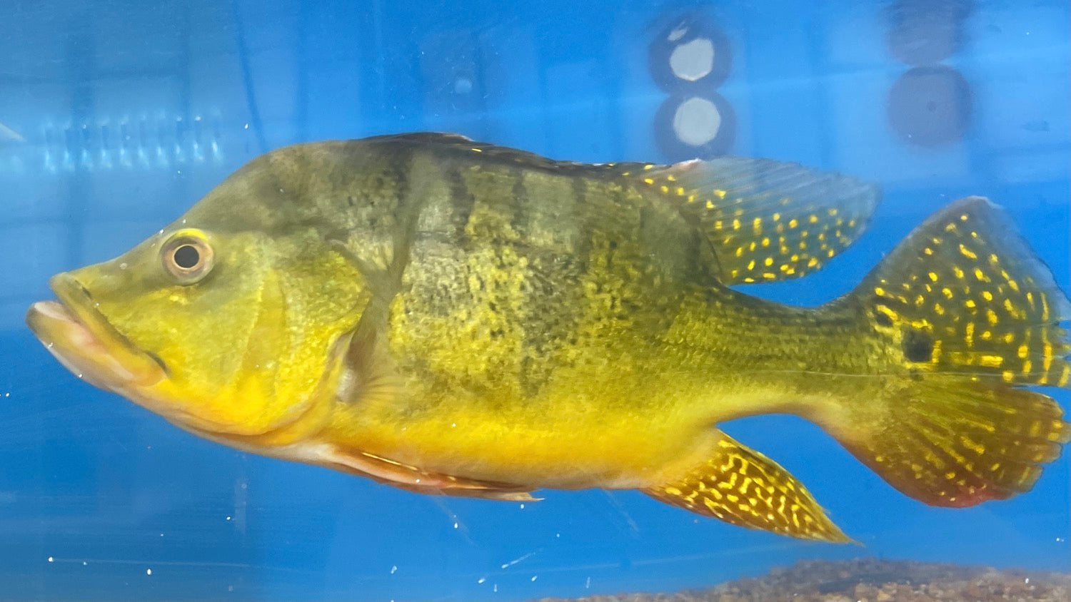 Short Body Kelberi Peacock Bass (Cichla kelberi)