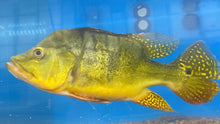 Load image into Gallery viewer, Short Body Kelberi Peacock Bass (Cichla kelberi)
