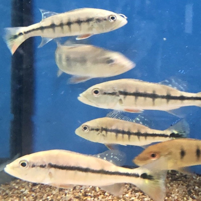 Intermedia Peacock Bass (Cichla intermedia)