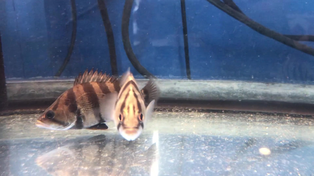 Silver Datnoid Tiger Fish (Datnioides polota)