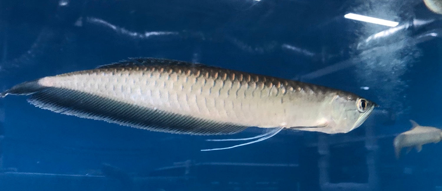 Black Arowana (Osteoglossum Ferreirai)