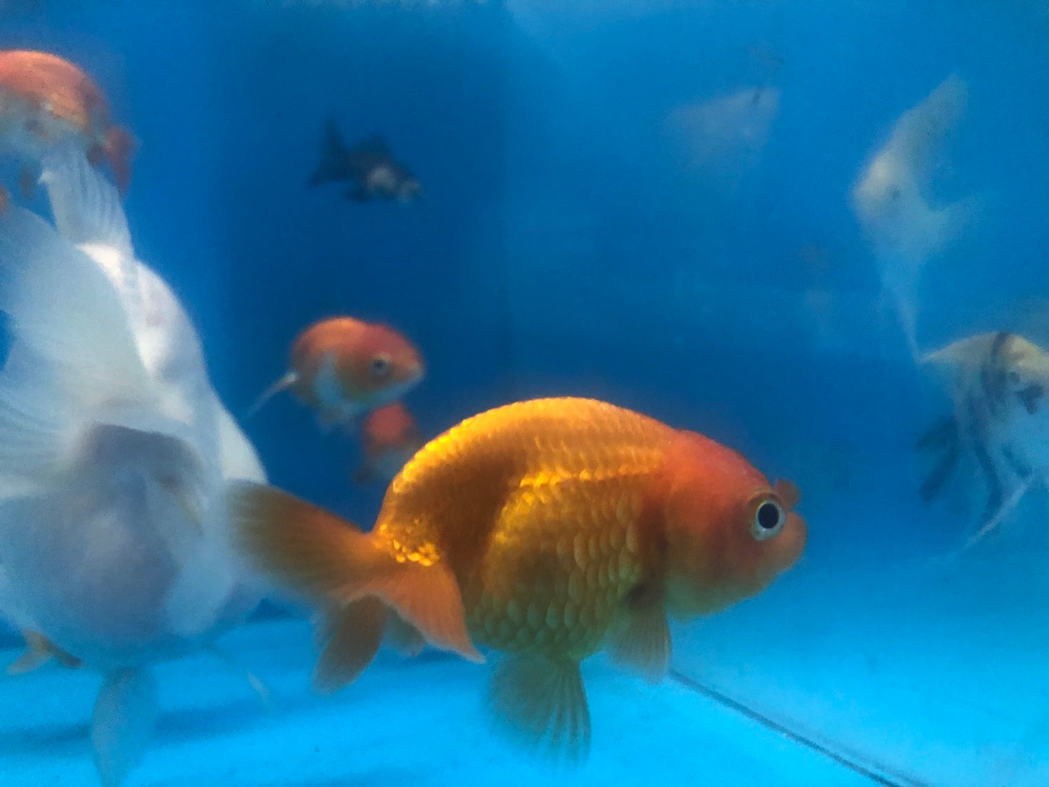Ranchu Goldfish (Carassius auratus) — Predatory Fins