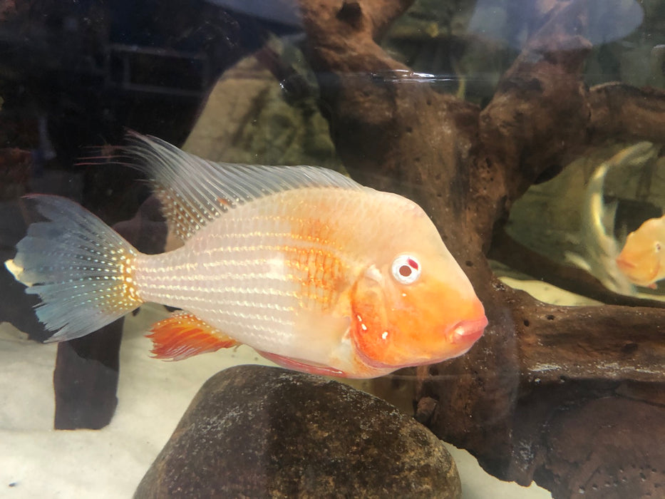 Albino Threadfin Acara Geophagus Cichlid (Acarichthys heckelii)