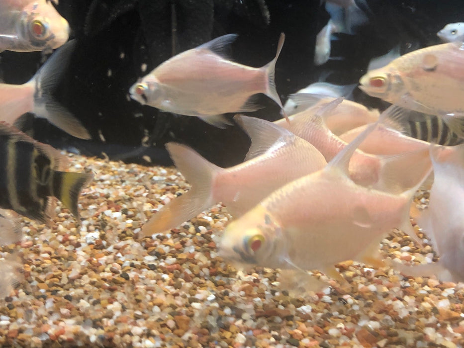 Albino Tinfoil Barb (Barbonymus schwanenfeldii)