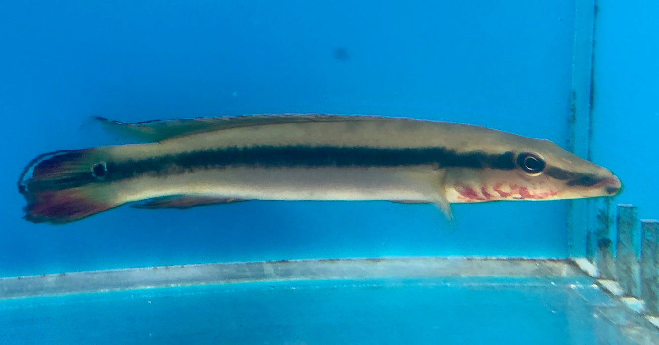 Flame Pike Cichlid (Crenicichla multispinosa)
