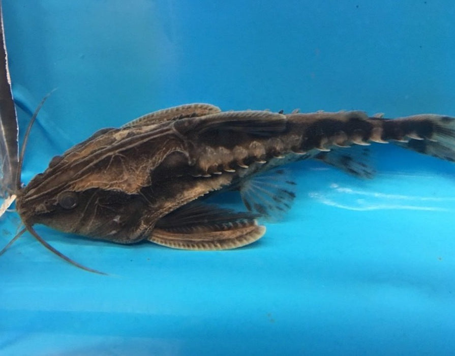 Irwini Catfish (Megalodoras uranoscopus)