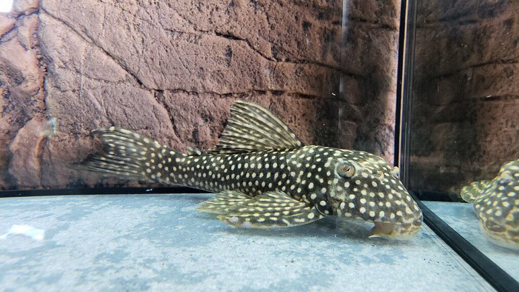 L048 Golden Cloud Pleco (Scobinancistrus pariolispos)