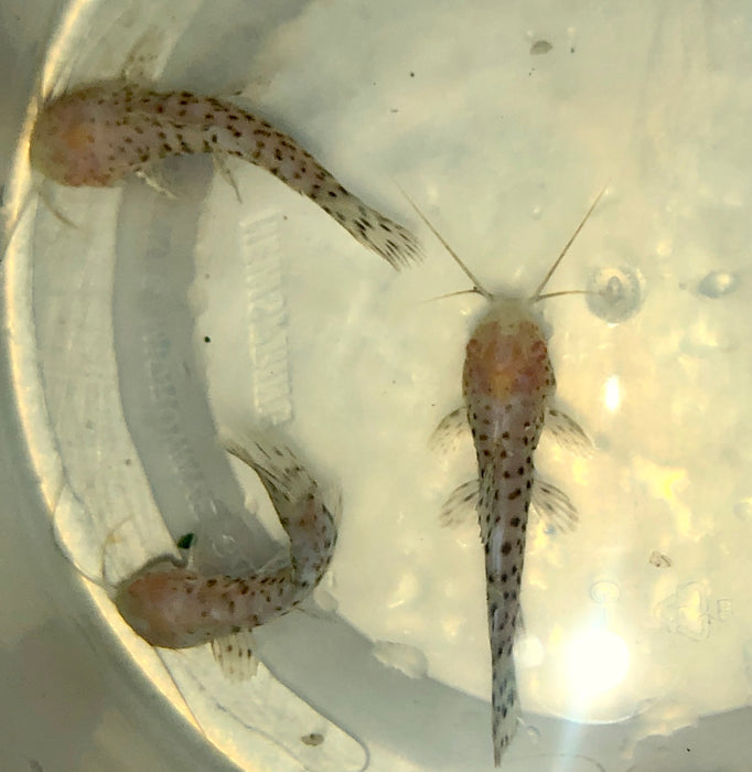 Albino Marbled Hoplo Catfish (Megalechis thoracata)