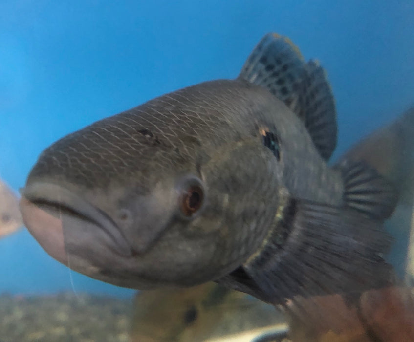 Jade Sleeper Goby (Dormitator maculatus)