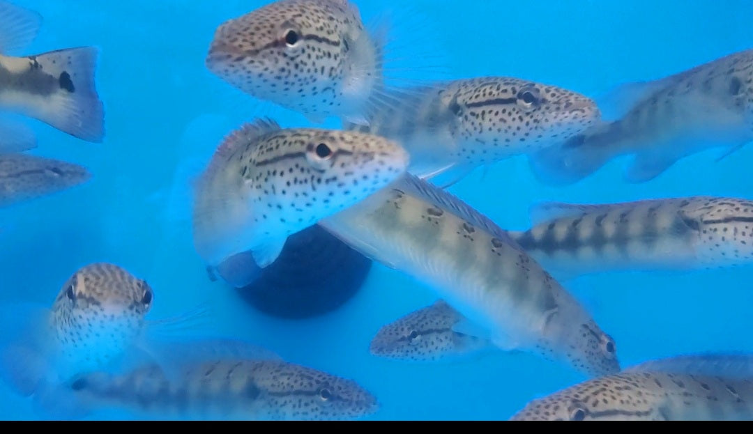 Lenticulata Pike Cichlid (Crenicichla lenticulata)